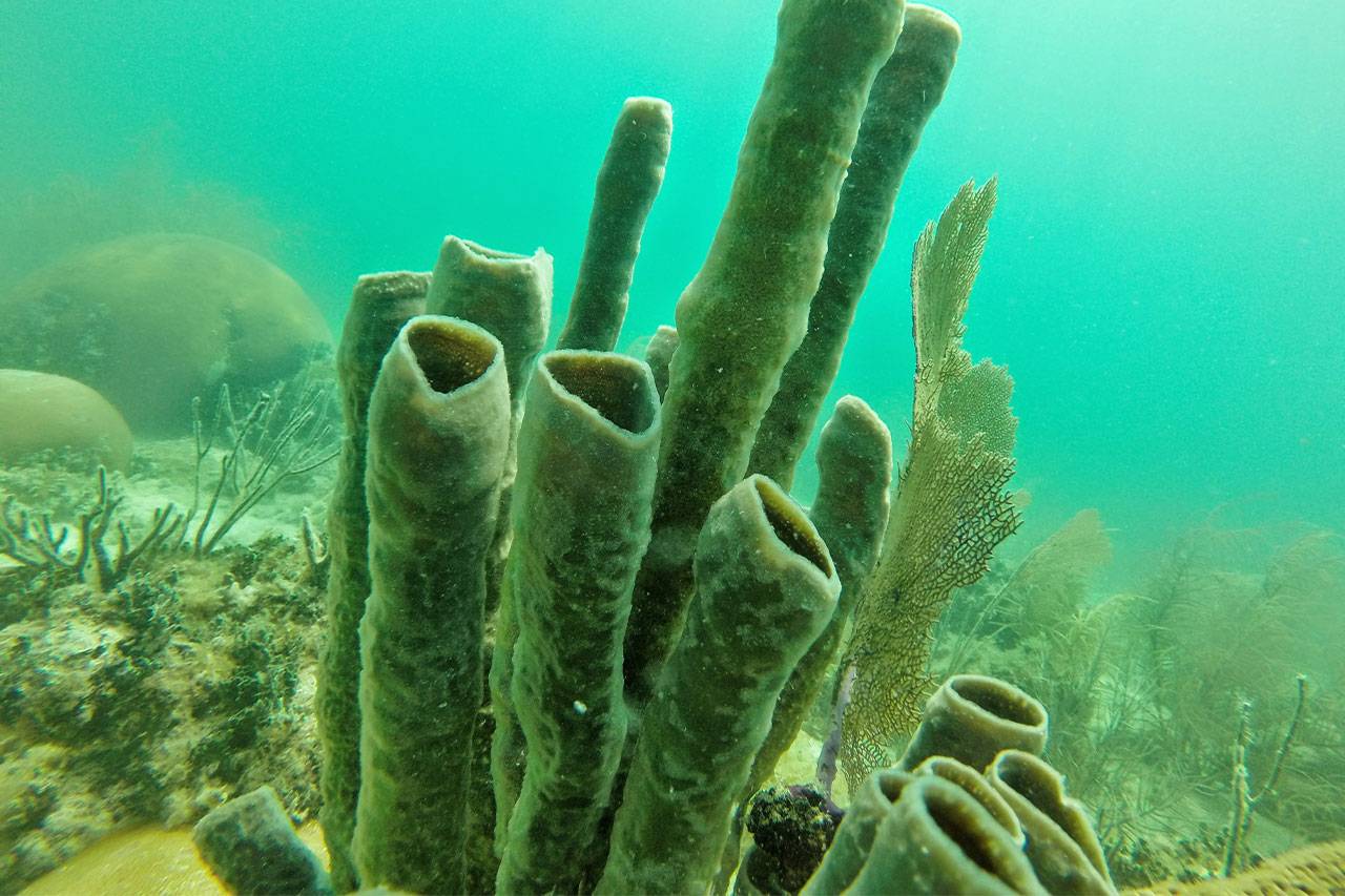 A variety of coral on a reef in Key West, FL