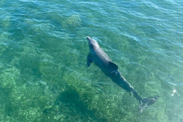 A bottlenose dolphin in the waters off of Key West