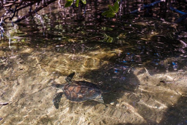 Sea turtle swimming through the mangroves in Key West, FL