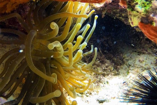 Anemones and sea urchins on a reef in Key West, FL