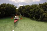 A group kayaking tour through the mangroves near Key West