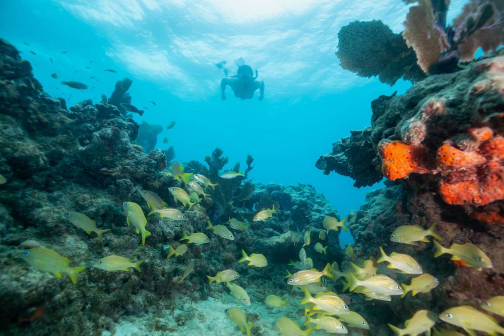 young diver enjoying the beauty of key west