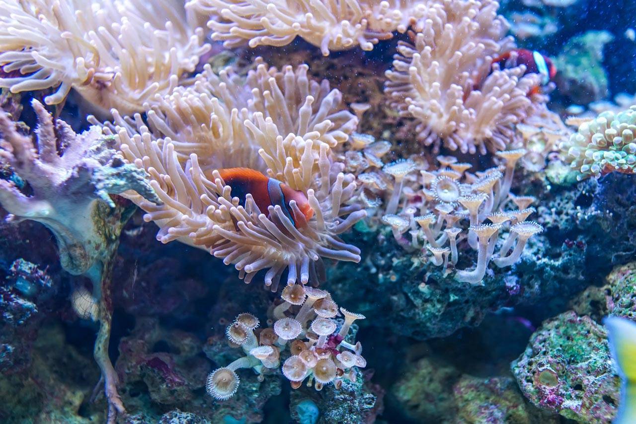 Beautiful underwater wildlife in Key West.
